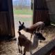Billund Farm Holiday