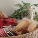 Le Suite Angelo&Alice, Marsala (foto 7)