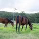 Equine Haven Trail by Tiny Away, Glenworth Valley (fotografie 4)
