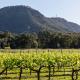 Brokenback Vineyard Cottage