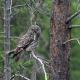15 - Fulufjellets nasjonalparker - Natur-, dyre- og fugleopplevelser, Ljørdalen - 写真 5