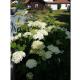 1-bedroom holiday apartment, Dittishausen - Photo 1