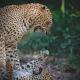 Wanni holiday resort & yala safari, Nikawatawana (foto 4)