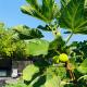 The Cottage in the Citrus Grove, Nunziata (Foto 9)