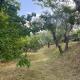 Apartment in ancient historic villa near Florence, Rufina (fotografie 3)