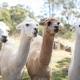 Tiny House Farmstay at Dreams Alpaca Farm - A Windeyer Outback Experience - Foto 8