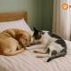Pawfect Dining & Stay Pet Friendly Hotel in Da Lat, Kon Rung (1) - Fotografie 2