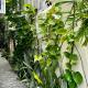 Beautiful Home with Garden in Carcar, Can-asujan (photo 10)