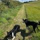 Shepherds hut in 7 acre field, Ludworth (fotografie 3)