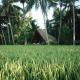 Coconut Corner - Rice Field Dome, Tanah Lot - Fotografie 2