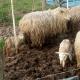 echte plattelandservaring in rust en ruimte, Serrigny-en-Bresse (photo 3)