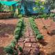 Maati Nature Resort, Kankauli - Fotografie 6