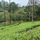 Valparai home stay inn, Vālpārai - Foto 1
