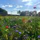 Shepherds Hut 6, Bedfield (fotografie 2)