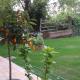 Myricae, Farigliano (foto 3)