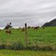 Pleasant View Lodge, Tauwhare (fotografie 3)