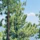 Faimly cottages, Nathia Gali (foto 2)
