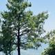Faimly cottages, Nathia Gali (foto 5)