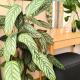 Apartment Botanica, Зволен (фото 4)