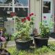 Tmae's Bed & Rest, Edgewood (fotografie 7)