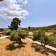 The Big Olive Tree, Chanioti - Fotografie 8