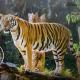 Ranthambore safari booking, サワイ・マドプール - 写真 1