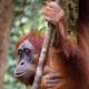 BACKPACKER LODGE Trekking & Transport, Bukit Lawang (foto 2)