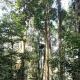 BACKPACKER LODGE Trekking & Transport, Bukit Lawang (foto 5)