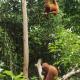 BACKPACKER LODGE Trekking & Transport, Bukit Lawang (foto 10)