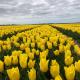 Gewoon Ann-ders, Marknesse (Foto 6)