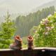 Chalet Mallnock by Globalimmoservice, Bad Kleinkirchheim (foto 10)