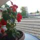 ParkSide Apartman, Aranđelovac (Foto 8)