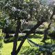 Private house from 1911 own garden 10 mins to city, Stockholm (Foto 4)
