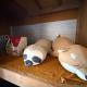 ZenAbode茨城, Ryūgasaki (foto 5)
