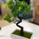 Trees Residence by Gracenz, Manila - Foto 9