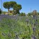 CaSAle