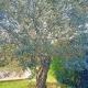 Villa Antonina 2, Crecchio (photo 4)