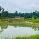 Kadugadde Homestays - Near to Ettina Bhuja trekking, Mudigere (fotografie 7)