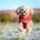 The Getaway - The Peregrine - Luxury Pet Friendly Glamping Cabin, Dungarvan - Fotografie 10