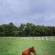 The Blue Barn at the MeadowCreek, Murfreesboro (fotografie 10)