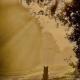 The Olive Tree, San Valentino (фото 10)