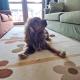 Lily Guest House with Amazing View House with Garden, Gokceada Town (fotografie 2)