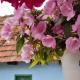 La Sâvulică, punct gastronomic local cu spatii de cazare, Arpaşu de Sus (Foto 3)