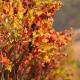 Crafty Oak House, Paso Robles (fotografie 2)