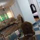 New House, Mansoura (fotografie 3)