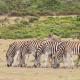 Indalu Game Reserve, Boggomsbaai (photo 10)