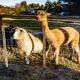 Taylor Lodge Adventure Base - Erua Holiday Home, Erua (fotografie 2)