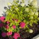 Ashlee Lodge, Shanagarry P25K6R6 Near Ballymaloe House & Garryvoe Hotel, Shanagarry (фото 6)