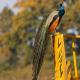 Shankar Homestay, Neoria Husainpur (fotografie 9)