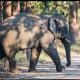 Shankar Homestay, Neoria Husainpur (fotografie 8)